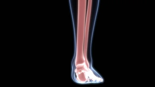 Leg Bone Joints Human Skeleton System Anatomy — стокове фото