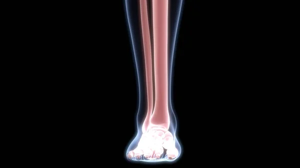 Giunti Ossei Delle Gambe Del Sistema Scheletrico Umano Anatomia Rendering — Foto Stock