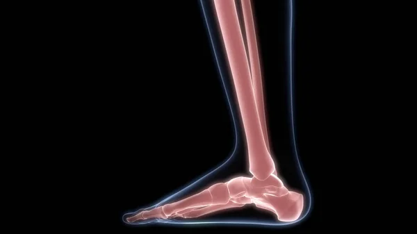 人間の骨格系の脚骨関節解剖学3Dレンダリング — ストック写真