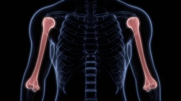 Humerus Botgewrichten Van Het Menselijk Skelet Systeem Anatomie Rendering — Stockfoto