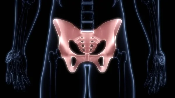 Pelvis Bone Joints Human Skeleton System Anatomy Rendering — 스톡 사진