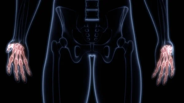 Palm Hand Bone Joints Human Skeleton System Anatomy — стокове фото