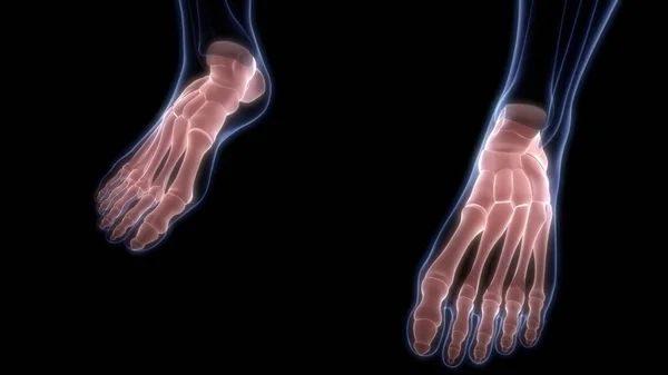 Foot Bone Ízületek Emberi Csontváz Rendszer Anatómia Renderelés — Stock Fotó