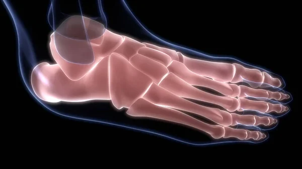 Foot Bone Joints Human Skeleton System Anatomy — стокове фото