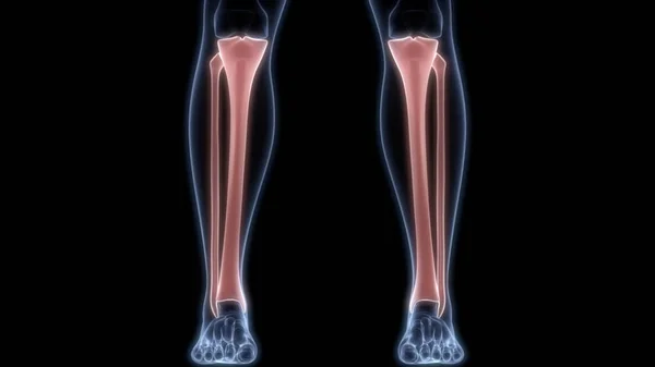 Tibia Och Fibula Benleder Mänskligt Skelett System Anatomi Rendering — Stockfoto