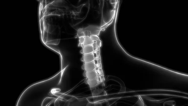 Colonne Vertébrale Des Vertèbres Cervicales Anatomie Système Squelettique Humain Rendu — Photo