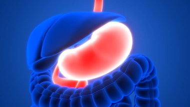 Sindirim Sisteminin İnsan İç Organı Mide Anatomisi X-ışını 3D