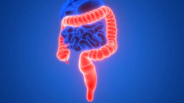 Mänskliga Inre Organ Matsmältningssystemet Stora Intestine Anatomi Röntgen Rendering — Stockfoto
