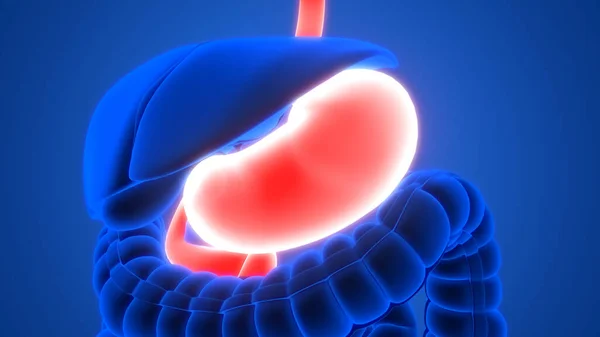 Organe Interne Humain Système Digestif Anatomie Estomac Radiographie — Photo