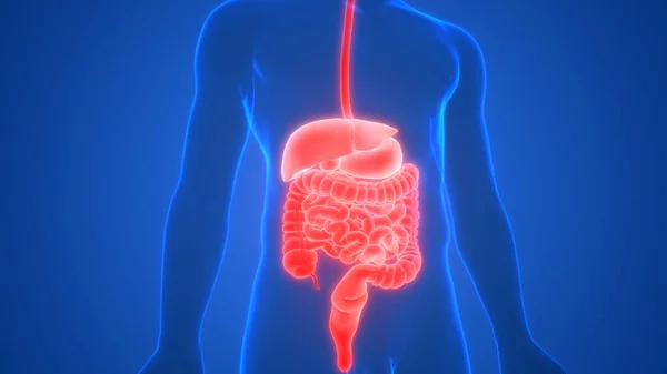 Human Digestive System Anatomi Ray Rendering — Stok Foto