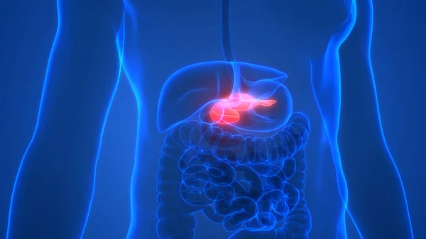 消化系统胰腺解剖X射线三维绘制的人体内部器官 — 图库照片