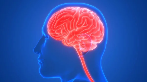 Órgano Interno Humano Cerebro Con Anatomía Del Sistema Nervioso Rendimiento — Foto de Stock