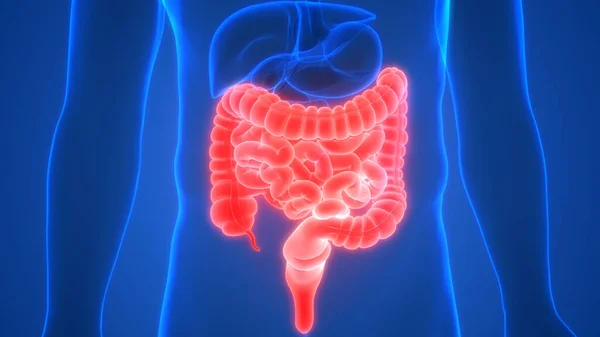 Intestino Una Parte Del Sistema Digestivo Umano Anatomia Rendering Raggi — Foto Stock