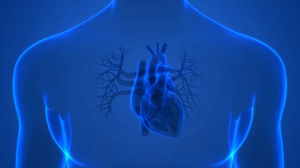 Human Internal Organ Heart Circulatory System Anatomy Ray Rendering — Stockfoto