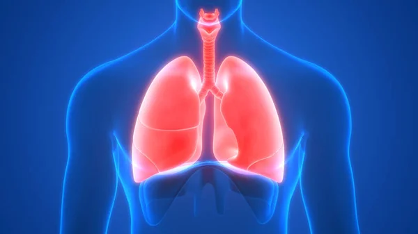 Pulmones Una Parte Anatomía Del Sistema Respiratorio Humano Renderizado — Foto de Stock