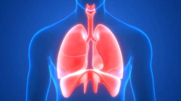 Lungs Diaphragm Part Human Respiratory System Anatomy Rendering — стокове фото