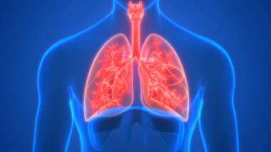 Ciğerleri İnsan Solunum Sistemi 'nin Bir Parçası Anatomi 3D