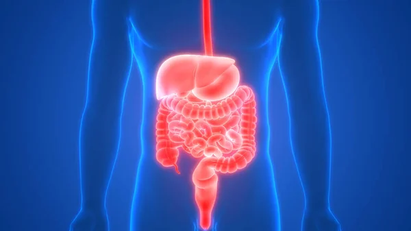 Anatomía Del Sistema Digestivo Humano Rendimiento Rayos — Foto de Stock