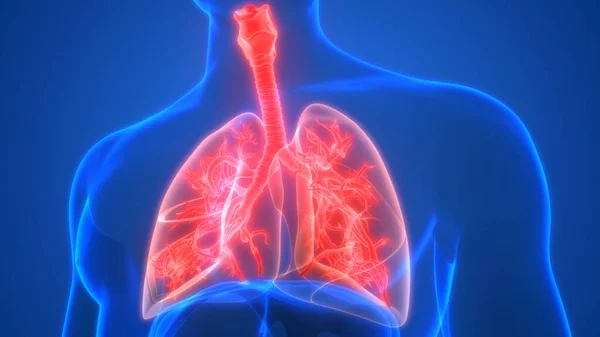 Lungs Part Human Respiratory System Anatomy Rendering — Stock Photo, Image
