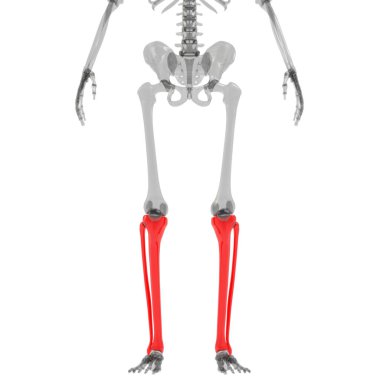İnsan iskelet sistemi anatomisinin kaval kemiği ve fibula eklemleri 3B