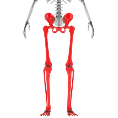 İnsan İskelet Sistemi 'nin Alt Uzuv Eklemleri 3D Yapılandırma