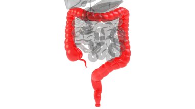 Sindirim Sisteminin İnsan İç Organı Geniş Bağırsak Anatomisi X-ışını 3D