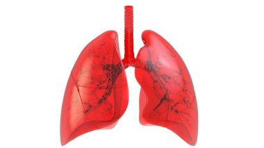 Ciğerleri İnsan Solunum Sistemi 'nin bir parçası Anatomi X-ray 3D görüntüleme