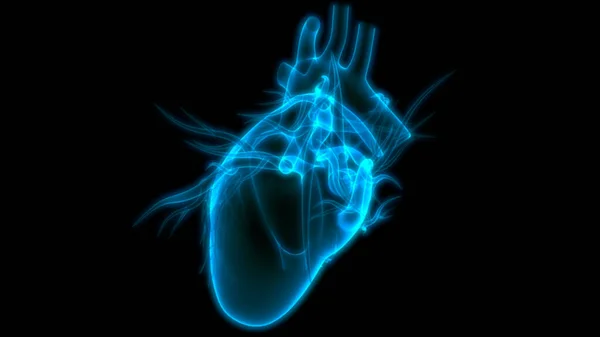Órgão Interno Humano Coração Com Sistema Circulatório Anatomia Raio Renderização — Fotografia de Stock