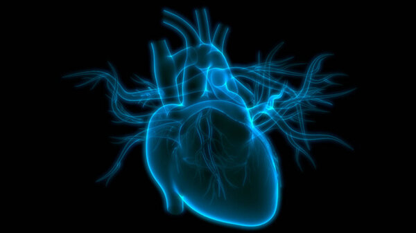 Human Internal Organ of Heart with Circulatory System Anatomy X-ray 3D rendering