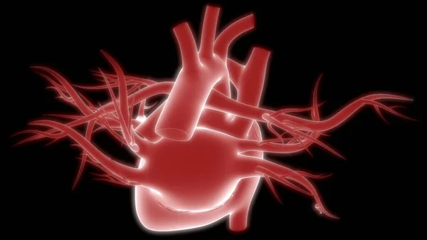 Human Internal Organ Heart Circulatory System Anatomy Ray Rendering — Stockfoto