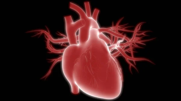 Órgão Interno Humano Coração Com Sistema Circulatório Anatomia Raio Renderização — Fotografia de Stock
