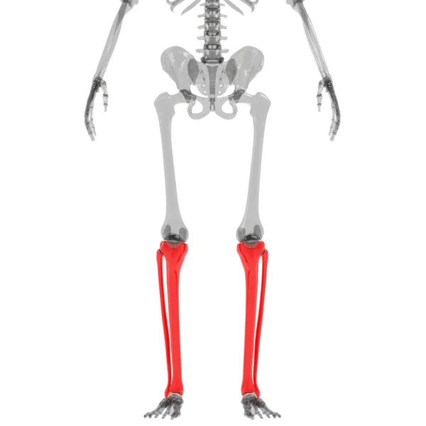 Giunti Tibia Fibula Del Sistema Scheletrico Umano Anatomia Rendering — Foto Stock