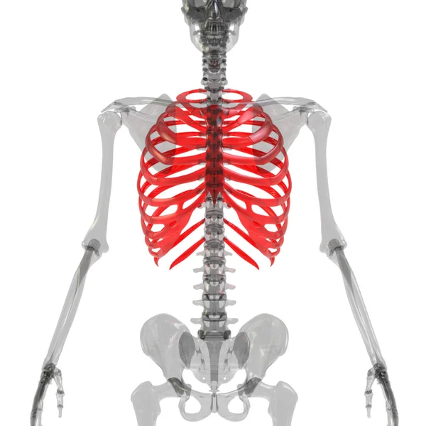 Jaula Costillas Del Sistema Esquelético Humano Anatomía Renderizado — Foto de Stock