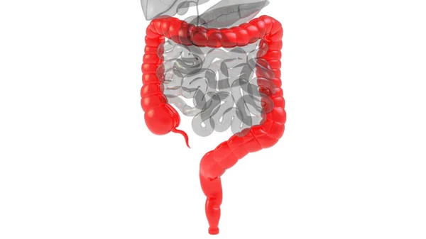 Human Internal Organ Digestive System Large Intestine Anatomy Ray 렌더링 — 스톡 사진