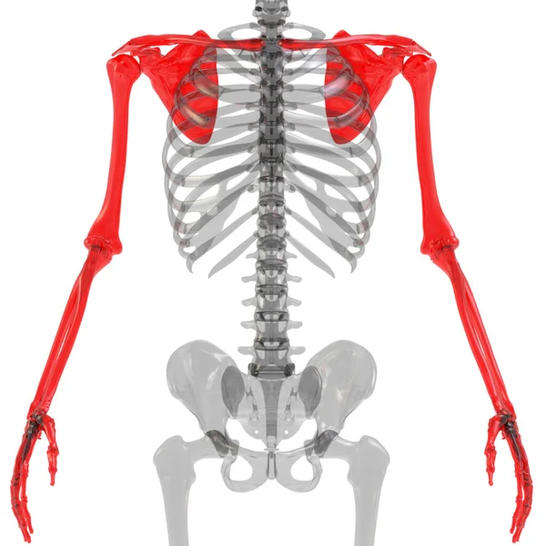 Membros Superiores Sistema Esqueleto Humano Anatomia Renderização — Fotografia de Stock
