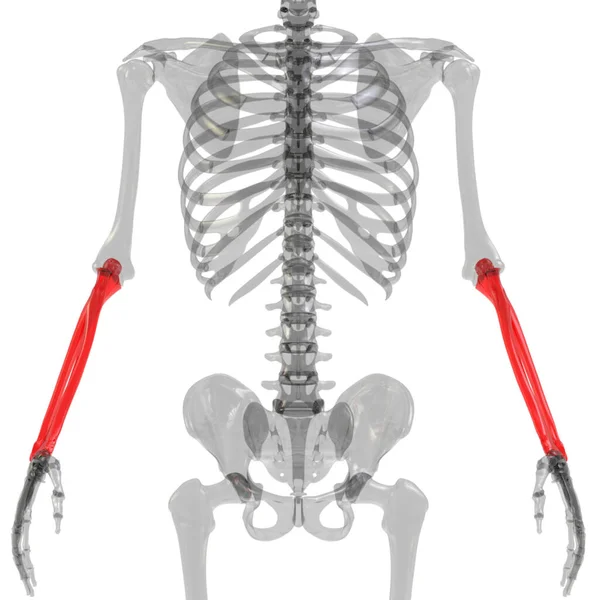 Radius Ulna Bone Joints Human Skeleton System Anatomy — стокове фото