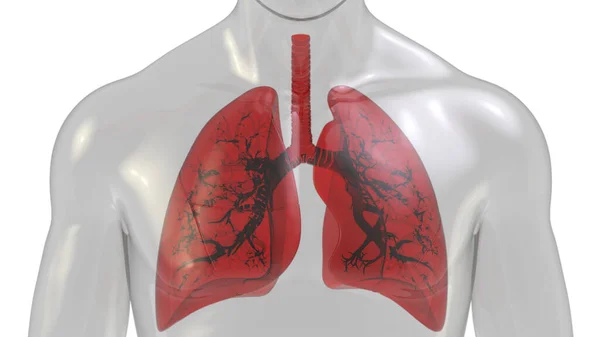 Longen Een Deel Van Human Respiratory System Anatomy Ray Rendering — Stockfoto