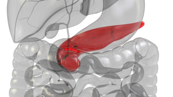 Human Internal Organ Digestive System Pancreas Anatomy Ray 렌더링 — 스톡 사진