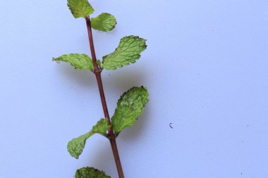 Beyaz arkaplanda izole edilmiş taze çiğ nane yaprakları
