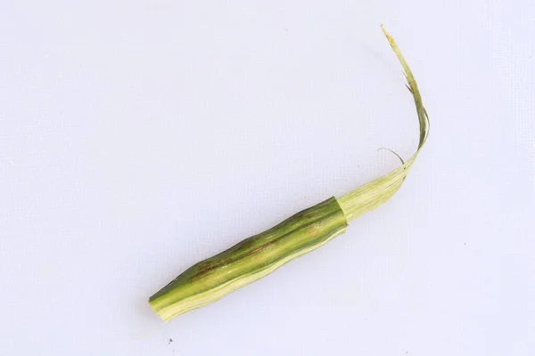 Vainas Muslo Moringa Oleifera Poss Vegetales Aislados Sobre Fondo Blanco — Foto de Stock