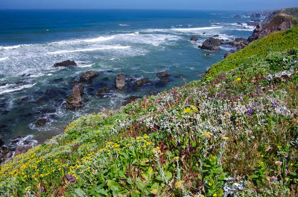 Каліфорнійський Берег Червні Весняні Польові Квіти Прикрашають Скелясте Узбережжя Каліфорнії — стокове фото