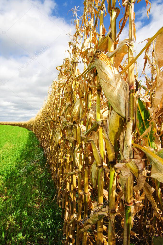 Corn Before Harvest: Rows of corn await harvest under September skies in Southern Wisconsin.