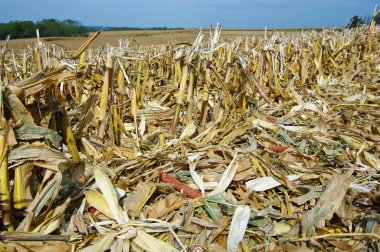 Corn Fields After Harvest:  Corn stalks, leaves and cobs that remain after harvest may be used as animal feed, fermented into ethanol, or left to replenish soil and reduce erosion. clipart