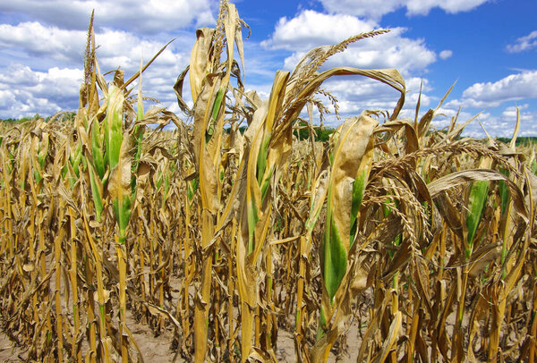 Drought Damaged Cornfield:  Poorly developed cornstalks show the effects of prolonged hot, dry weather on a farm in southern Wisconsin.