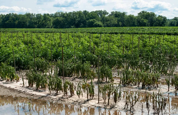 Flood Damaged Tomato Crop:  Tomato plants wither and die due to flooding on a farm in upstate New York.