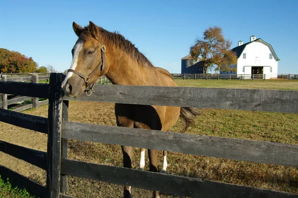 Horse Farm Ένα Καφέ Και Άσπρο Άλογο Θέτει Στο Φράχτη — Φωτογραφία Αρχείου