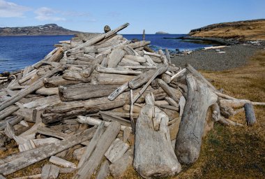 İzlanda Driftwood: İzlanda kıyılarında kıyıya vuran kütükler, sopalar ve dallar, ülkede az sayıda ağacı olan küçük bir endüstri biçimi olarak toplanmış bir yığın halinde duruyor.