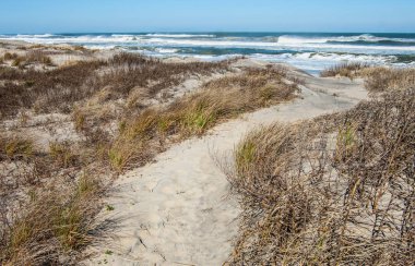 Outer Banks Beach Trail:  A sandy foot path leads across grass-covered dunes to the beach at Cape Hatteras National Seashore.