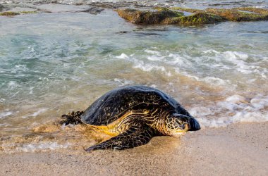 Sea Turtle Arriving on Shore:  An incoming tide helps a large sea turtle, ready to lay eggs, onto a beach in the Hawaiian Islands.