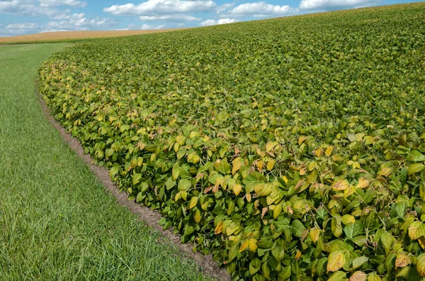 Soybean Fields in September:  Soybean leaves display fall colors and turn completely brown before harvest, as those shown in a distant field.